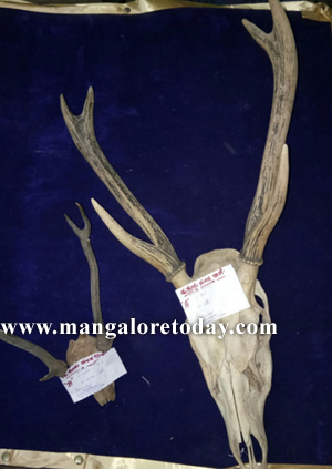 deer